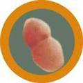 Plyšová hračka ve tvaru mikroba GIANTmicrobes Zánět ucha (Streptococcus pneumoniae)
