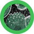 Plyšová hračka ve tvaru mikroba GIANTmicrobes Chlamýdie (Chlamydia trachomatis)