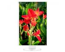 Obrázek k produktu: NEC EA241WU