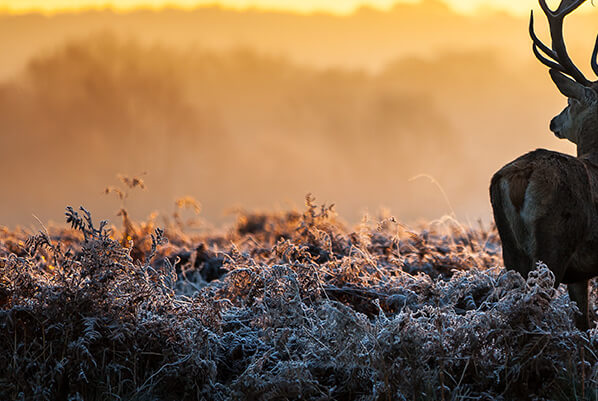 24 LED monitor ASUS PA24AC