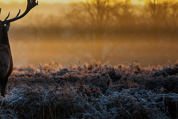 24 LED monitor ASUS PA24AC