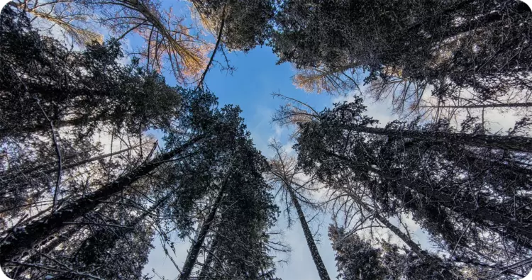 Mobilní telefon XIAOMI Mi 11 5G 8256GB modrý blue