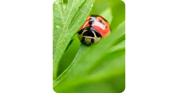 Mobilní telefon XIAOMI Mi 11 5G 8256GB modrý blue