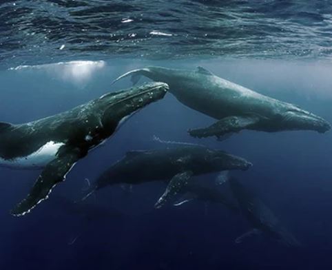 Notebook DELL Latitude 5521 šedý gray