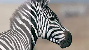 24 LED monitor PHILIPS 242V8LA