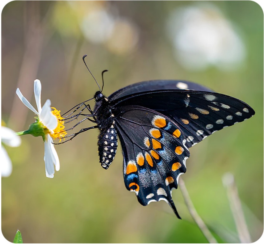 Mobilní telefon SAMSUNG Galaxy A04s 3GB32GB zelený green