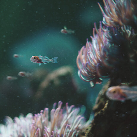 Notebook HP ProBook 450 G9 stříbný silver