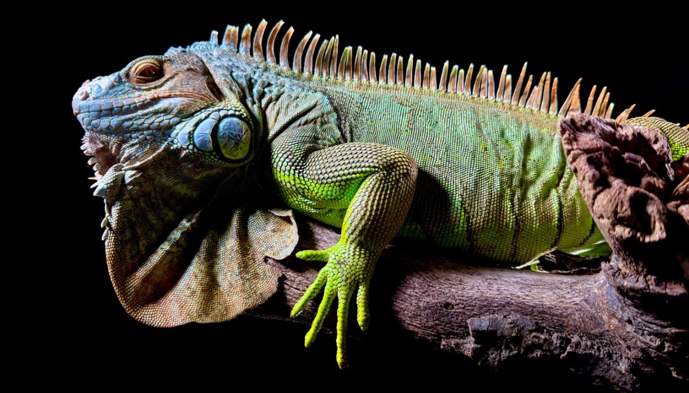 Mobilní telefon APPLE iPhone 15 Pro 128GB White Titanium