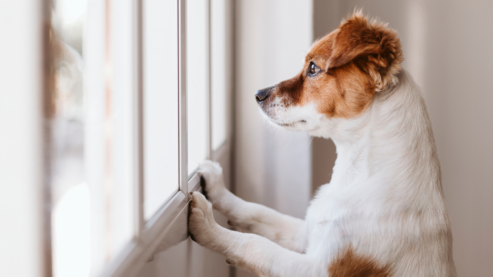 Meteorologická stanice SENCOR SWS 4900