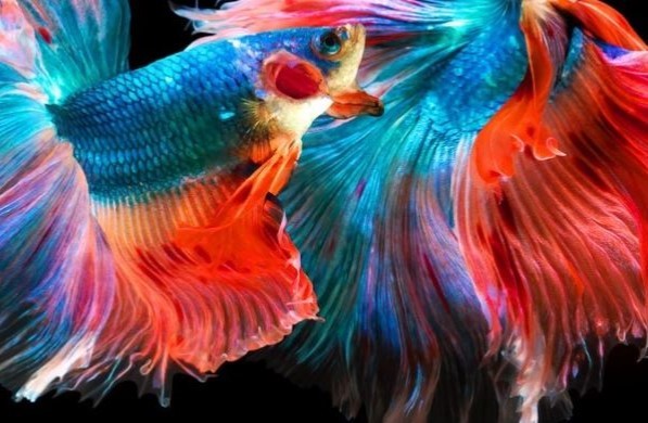 Notebook ASUS Vivobook 16 X1605VAMB1269W