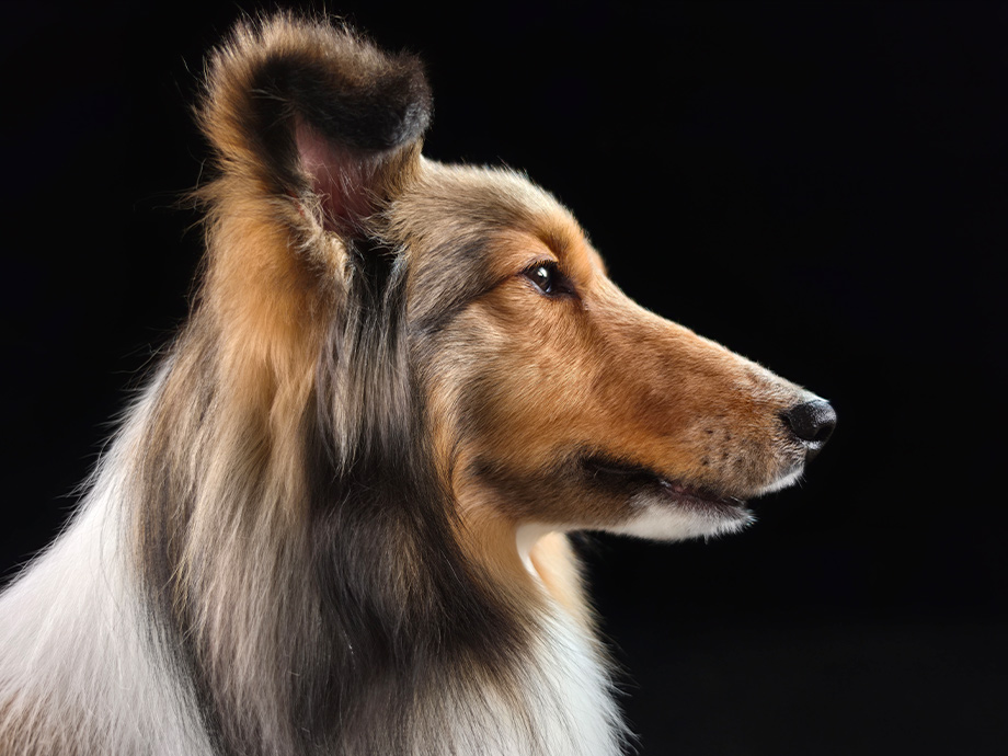 Mobilní telefon SAMSUNG Galaxy S26 Ultra 12GB512GB Cobalt Violet